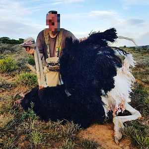 Ostrich Hunt in South Africa