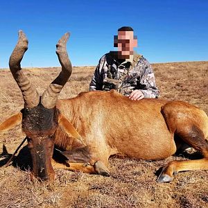 Hunt Red Hartebeest South Africa