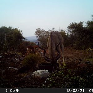 Trail Cam Pictures of Kudu in South Africa