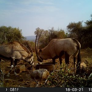 Gemsbok Trail Cam Pictures South Africa