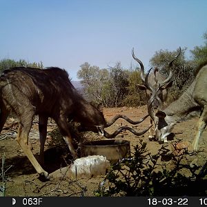 South Africa Trail Cam Pictures Kudu