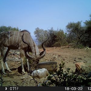 Kudu Trail Cam Pictures South Africa