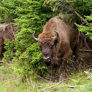 Wisent Bison