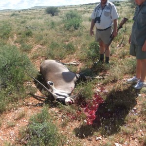 Gemsbok