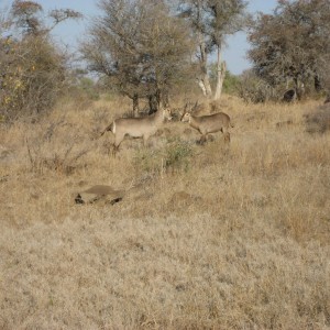 Waterbuck South Africa