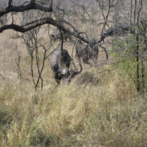 Buffalo South Africa