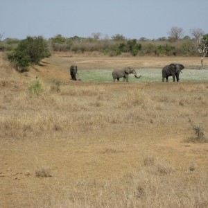 Elephant South Africa