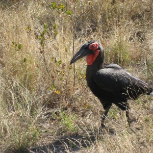 African Ground Hornbill South Africa