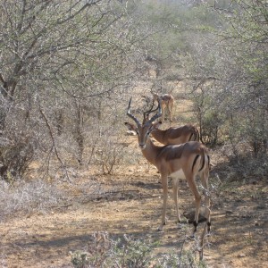 Impala South Africa