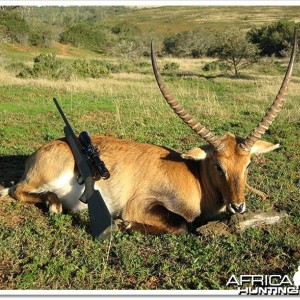 Lechwe South Africa