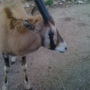 Baby Gemsbok