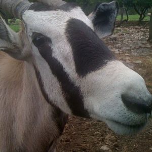 Mama Gemsbok