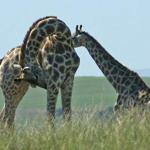 Two Giraffes