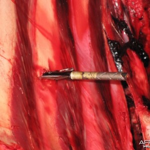 Arrow in Buffalo Rib - Arrow Penetration