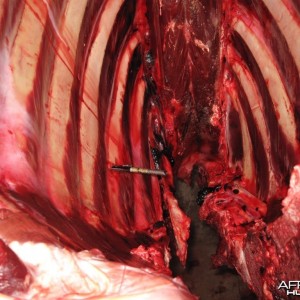 Buffalo Rib Cage - Arrow Penetration