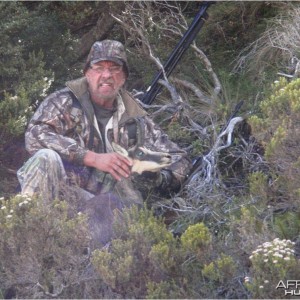 New Zealand Chamois