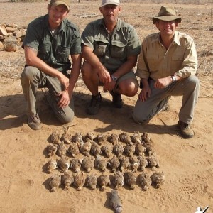 Kenya Sandgrouse Shooting