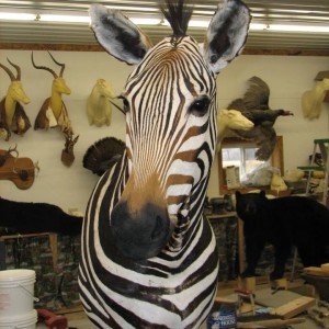 Mountain Zebra Namibia