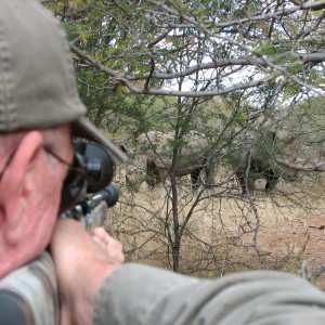 White Rhino Limpopo River Area