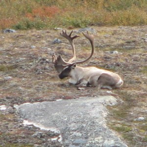 Caribou Northern Quebec Lac Minto area