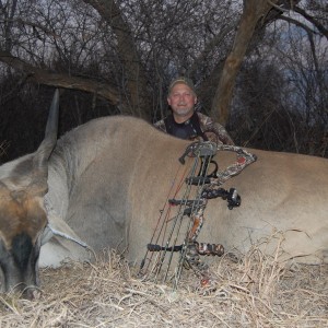 Eland bowhunt in South Africa