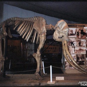 Ahmed the Elephant, Nairobi National Museum, Kenya