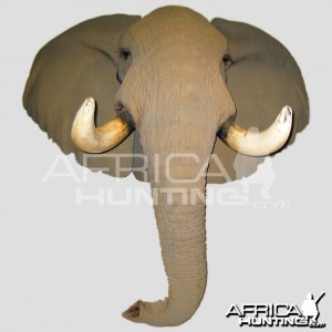 Elephant Head Mount