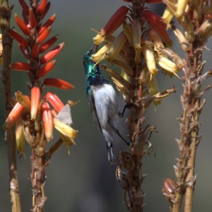 Birds of Africa at Kruger National Park