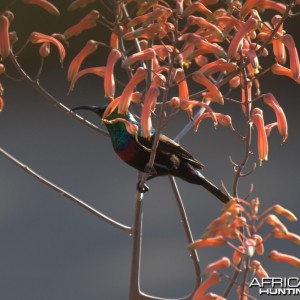 Birds of Africa at Kruger National Park