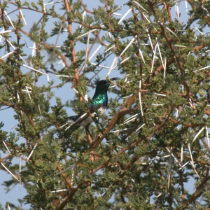 Birds of Africa at Kruger National Park