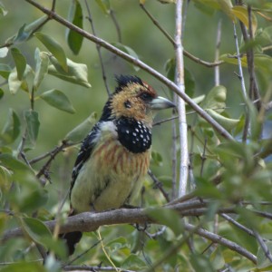 Birds of Africa at Kruger National Park