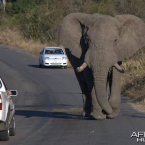 Drive left... Kruger National Park