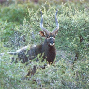 My favorite picture from the Kruger Park