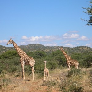 Giraffes in Namibia