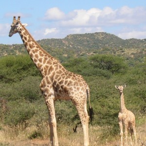 Giraffes in Namibia