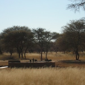 Gineafowls in Namibia