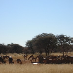 Impalas in Namibia