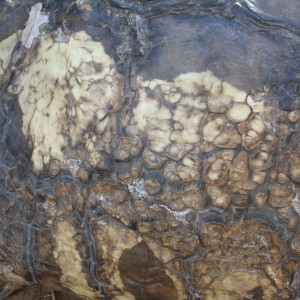 Leopard Tortoise in Namibia