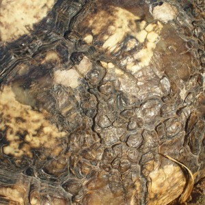 Leopard Tortoise in Namibia