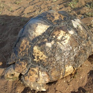 Leopard Tortoise in Namibia