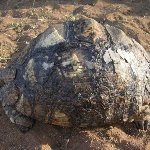 Leopard Tortoise in Namibia