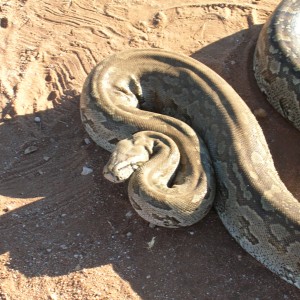 Python in Namibia