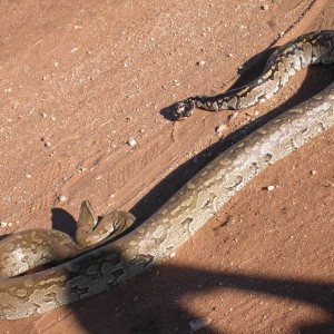 Python in Namibia