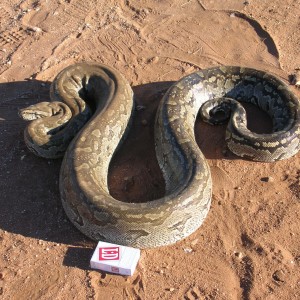 Python in Namibia