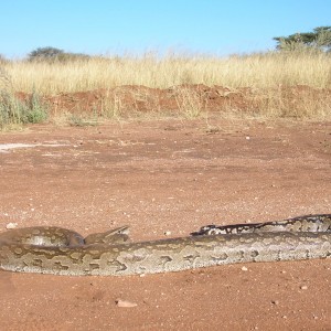 Python in Namibia