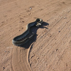 Python in Namibia