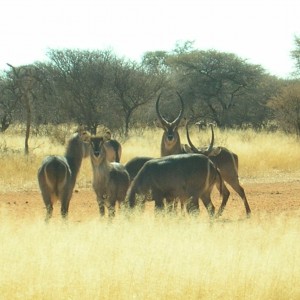 Waterbucks in Namibia