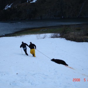 Black Bear Homer Ak