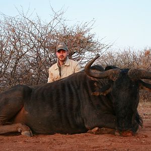 Blue Wildebeest