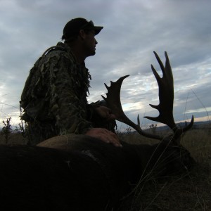 Fallow buck at dawn